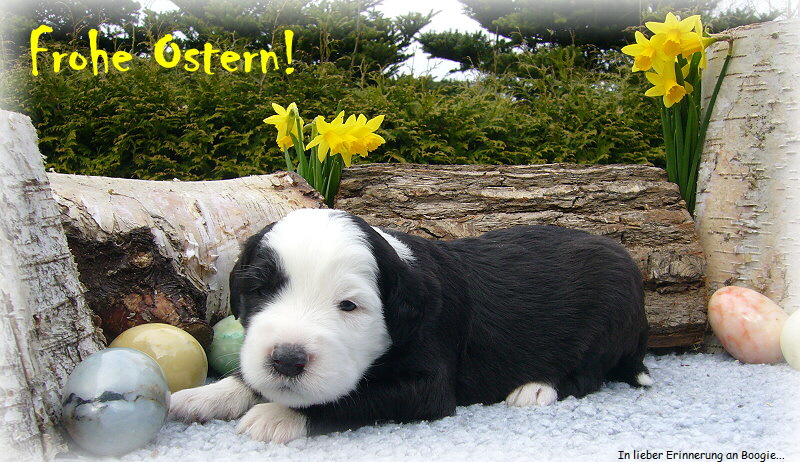 In lieber Erinnerung an Boogie...