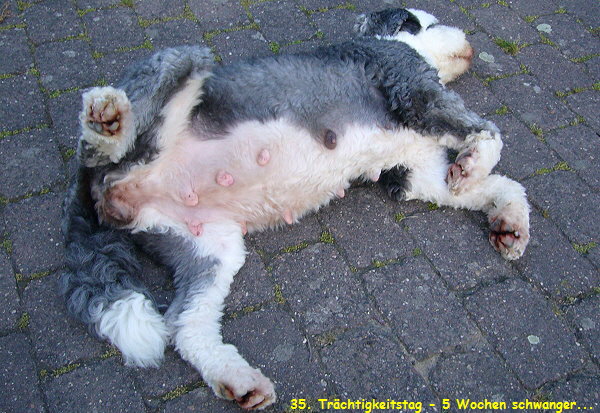 35. Tr�chtigkeitstag - 5 Wochen schwanger...