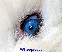 Whoopie...