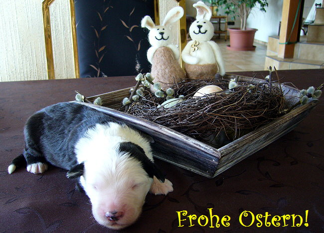 Frohe Ostern!
