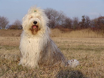 Ivy in der Abendsonne