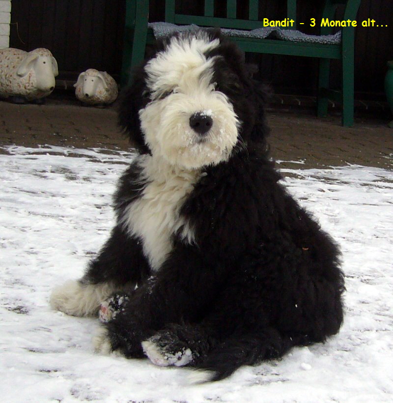 Bandit - 3 Monate alt...