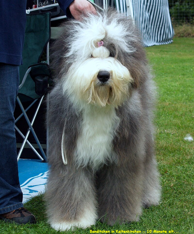 Banditchen in Kaltenkirchen - 10 Monate alt...