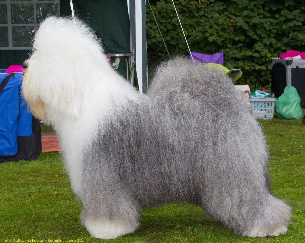 Foto: Katharina Paulus - Kaltenkirchen 2015