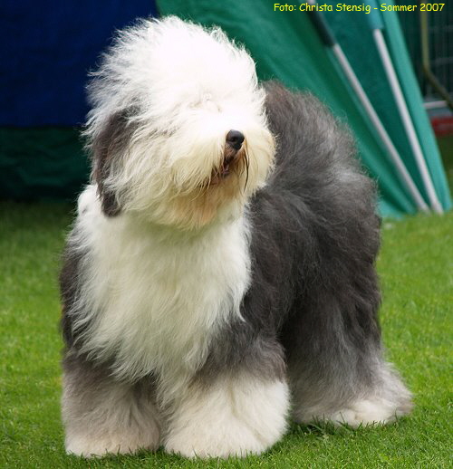 Foto: Christa Stensig - Sommer 2007