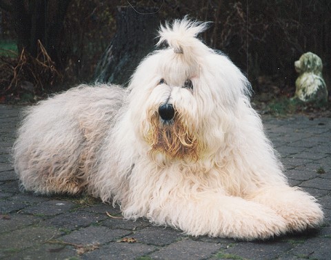 14 Monate alt im schnsten Junghundfell