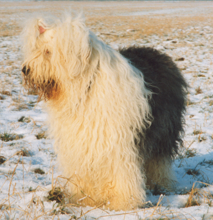 Cooler 3 Jahr alt im schneebedecktem Auendeich