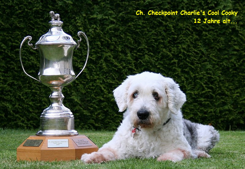 Ch. Checkpoint Charlie's Cool Cooky   
12 Jahre alt...