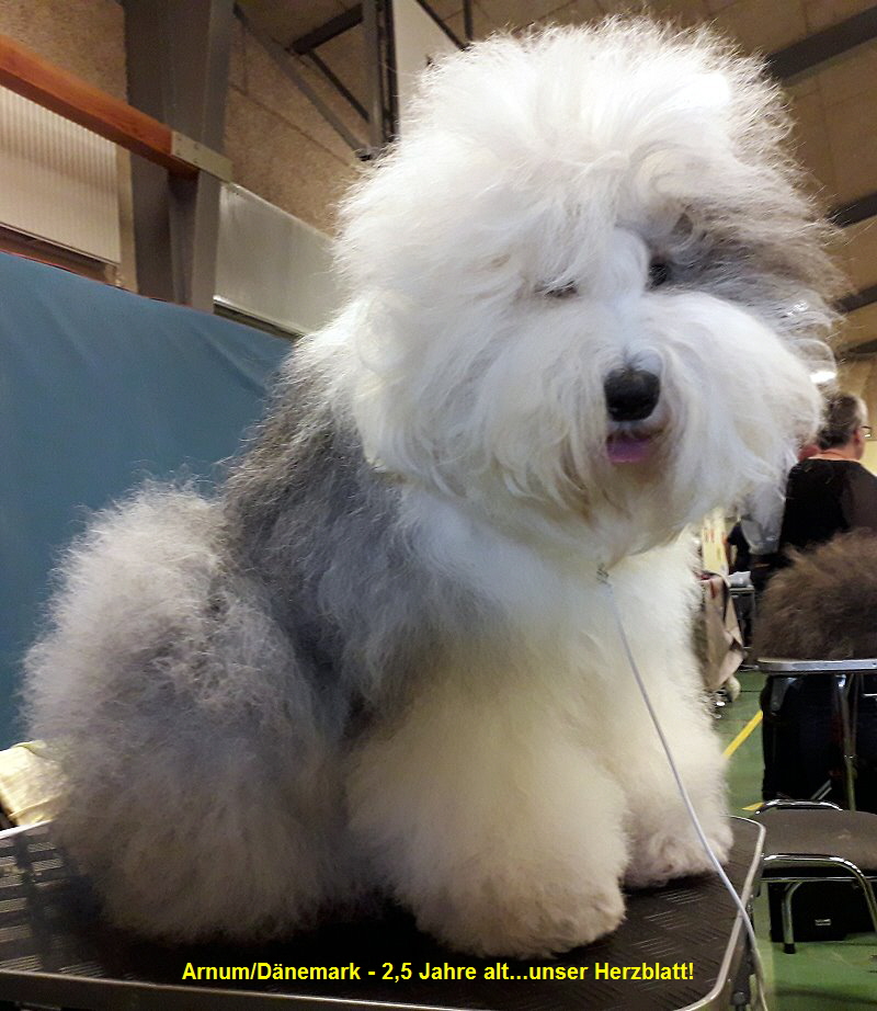 Arnum/Dnemark - 2,5 Jahre alt...unser Herzblatt!