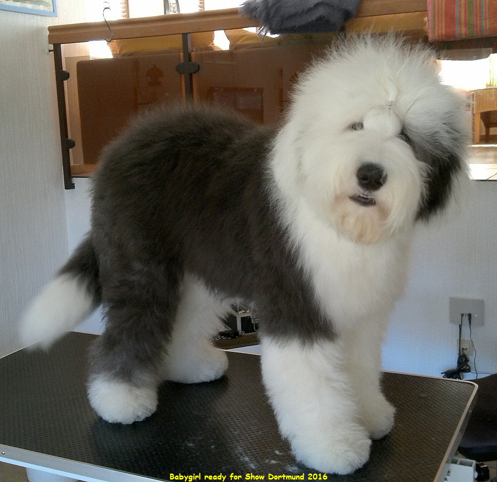 Babygirl ready for Show Dortmund 2016