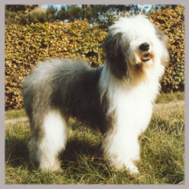 Kurz nach seiner ersten und einzigen Ausstellung