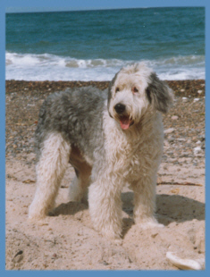 Bruno liebte den Urlaub in Dnemark !