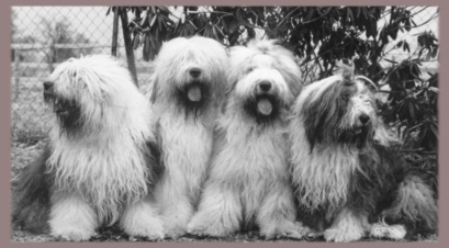 Elien, Bruzzel, Sammy und Dodo