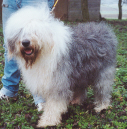Junior Blue aus dem Elbe-Urstromtal
