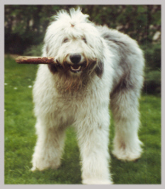 Seine Lieblingsbeschftigung: Stcke!