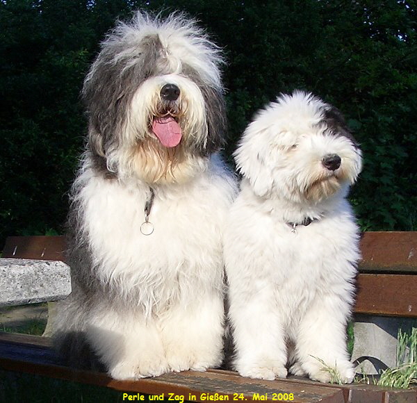 Perle und Zag in Gieen 24. Mai 2008