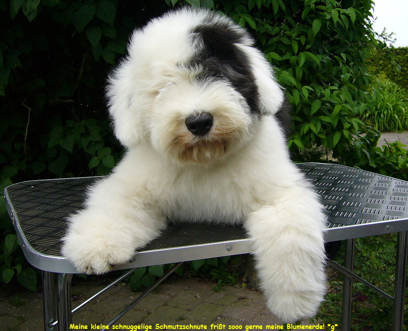 Meine kleine schnuggelige Schmutzschnute frit sooo gerne meine Blumenerde! *g*