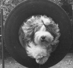 Ihre ungebrochene Leidenschaft - Hundesport !