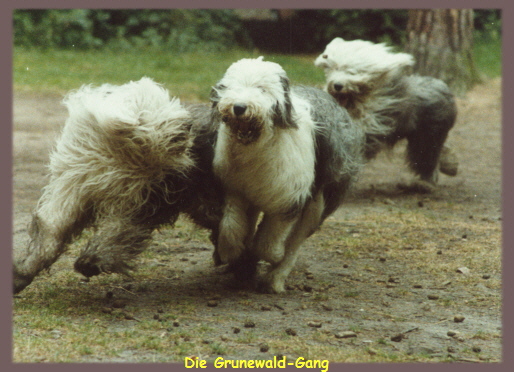 Woody, Bruno und Samson im Grunewald