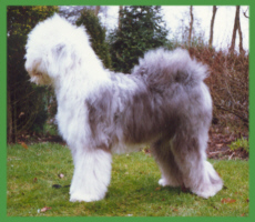 Charlie 9 Monate alt