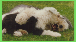 Bruno und Charlie beim Toben