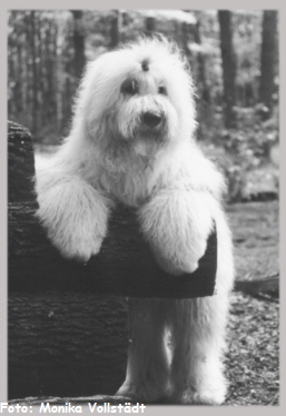 Im Grunewald is Holzauktion