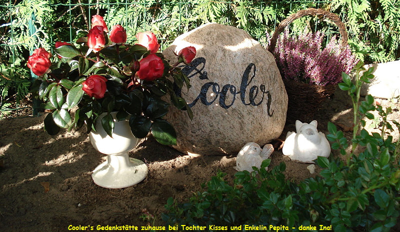 Cooler's Gedenkstätte zuhause bei Tochter Kisses und Enkelin Pepita - danke Ina!