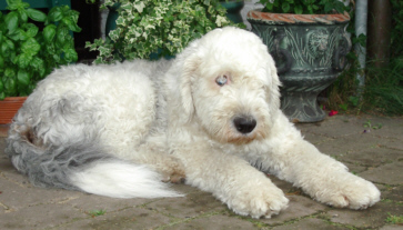 Beachte das wunderschne Wall-Eye! 