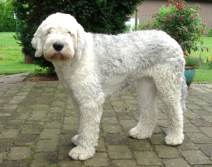 Lady nach ihrer ersten Ausstellung