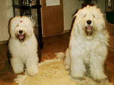 Naddel & Lady nach der Ankunft in Freiburg