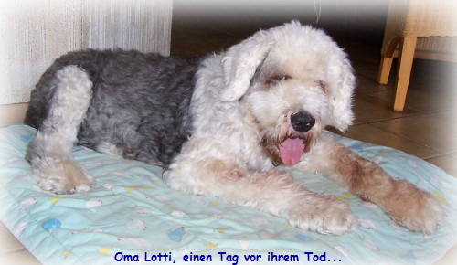 Oma Lotti, einen Tag vor ihrem Tod...