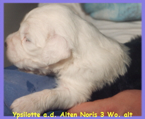 Ypsilotte gut 3 Wochen alt