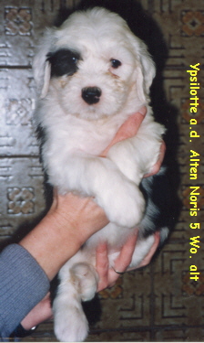 Ypsilotte gut 5 Wochen alt