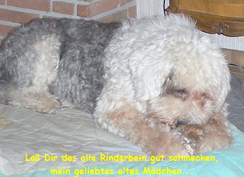Lotte am 18.2.2006 - 13 Jahre alt!