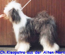 Ch. Kleopatra aus der Alten Noris