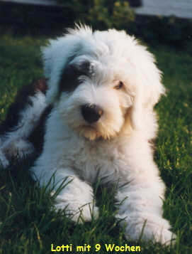 Lotti frisch importiert