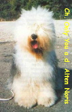 Ch. Only You aus der Alten Noris