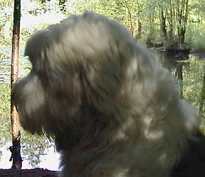 Kopfstudie am Waldsee