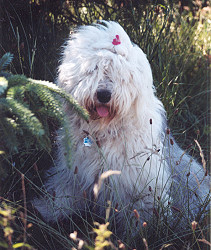 Mein Garten ist der schnste Platz der Welt!