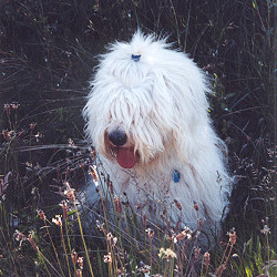 Hbsches Wiesen-Mdchen
