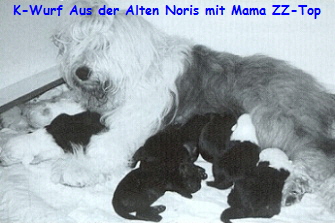K-Wurf Aus der Alten Noris mit Mama ZZ-Top