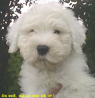 Schnster Welpenkopf der Welt *smile*
