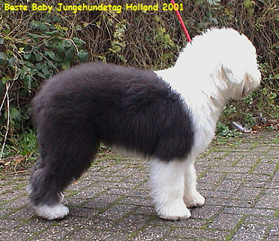 Auf dem Jungehundetag...