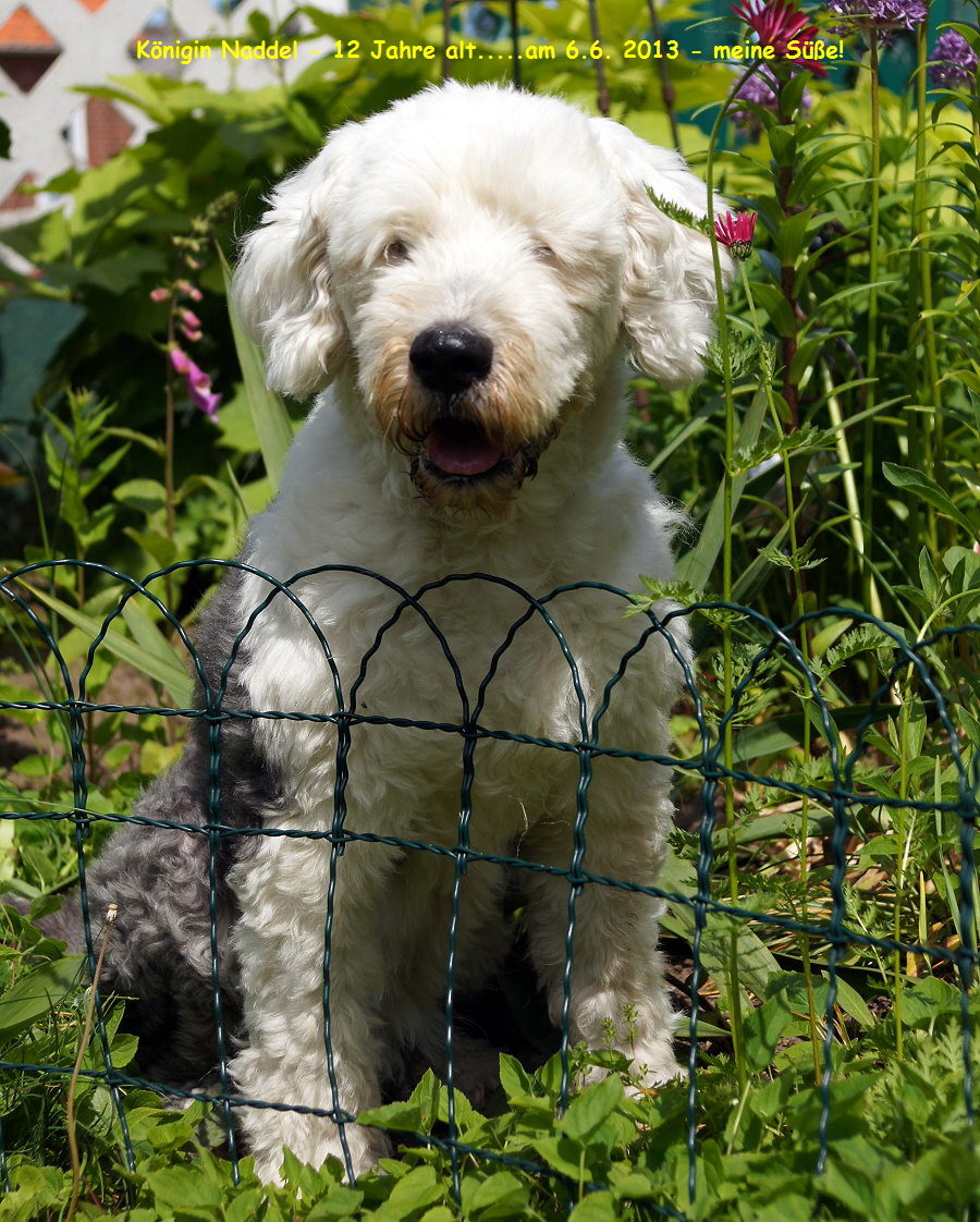 Knigin Naddel - 12 Jahre alt.....am 6.6. 2013 - meine Se!