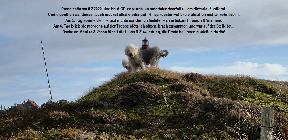 Prada hatte am 5.2.2020 eine Haut-OP, es wurde ein entarteter Haarfolikel am Hinterlauf entfernt.
Und eigentlich war danach auch erstmal alles wieder gut - 4 Tage spter wollte sie pltzlich nichts mehr essen.
Am 5. Tag konnte der Tierarzt nichts sonderlich feststellen, sie bekam Infusion & Vitamine.
Am 6. Tag blieb sie morgens auf der Treppe pltzlich sitzen, brach zusammen und war auf der Stelle tot...
Danke an Monika & Vasco fr all die Liebe & Zuwendung, die Prada bei ihnen genieen durfte!