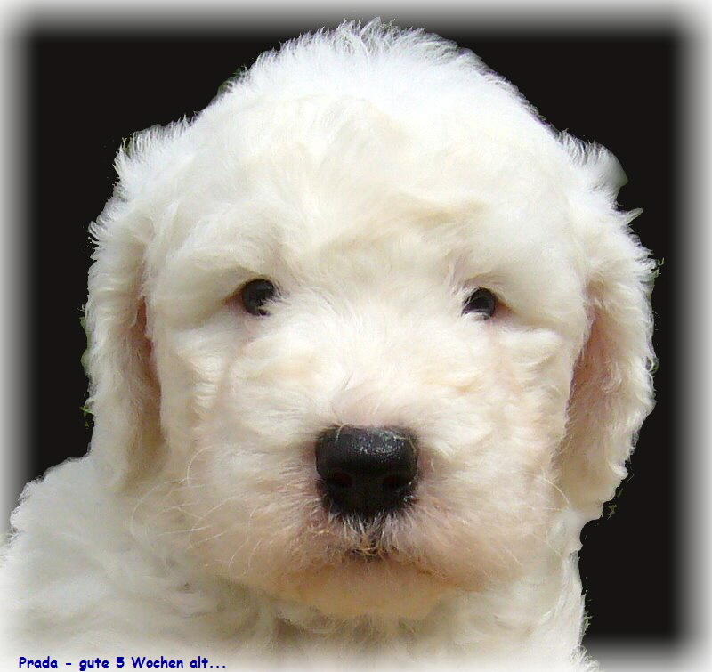 Prada - gute 5 Wochen alt...
