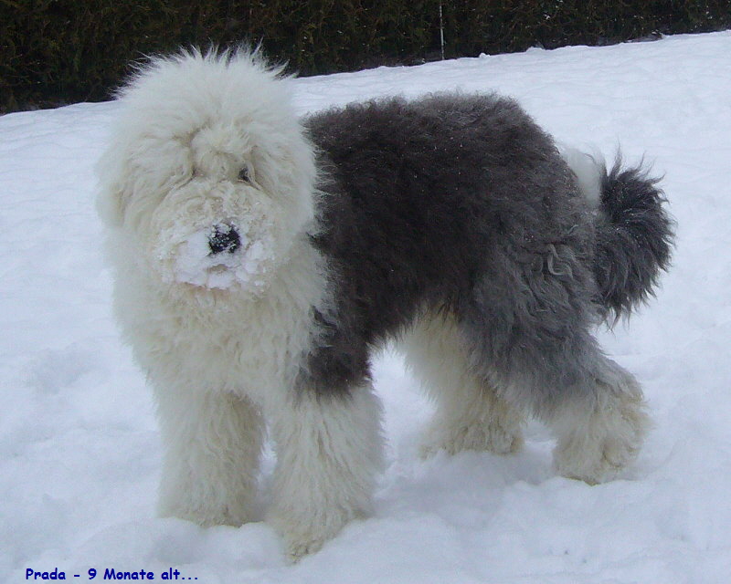 Prada - 9 Monate alt...