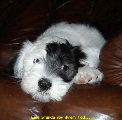 Eine Stunde vor ihrem Tod...