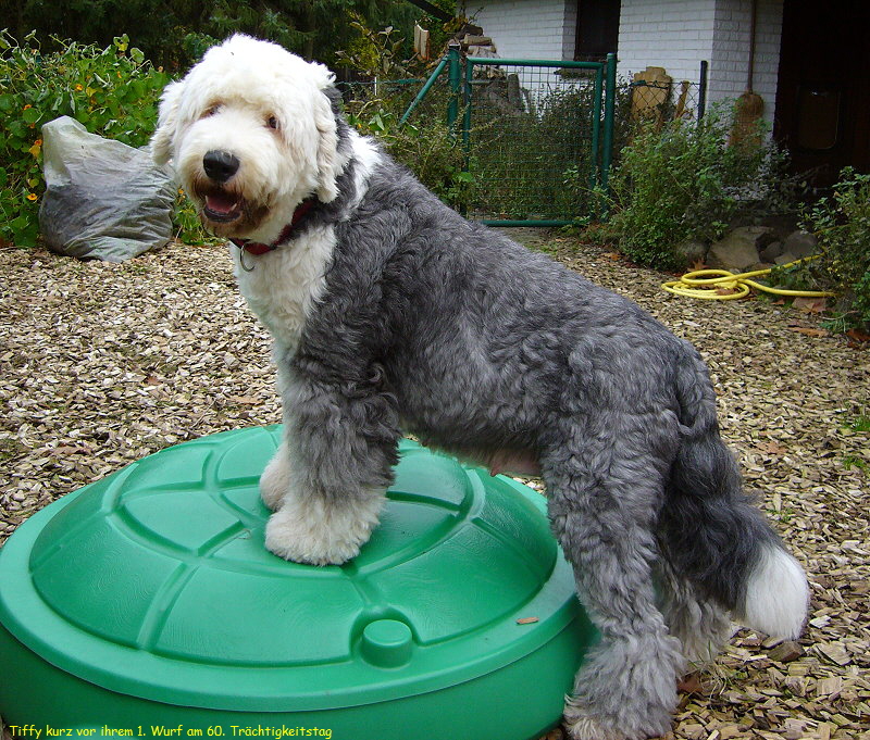 Tiffy kurz vor ihrem 1. Wurf am 60. Trchtigkeitstag