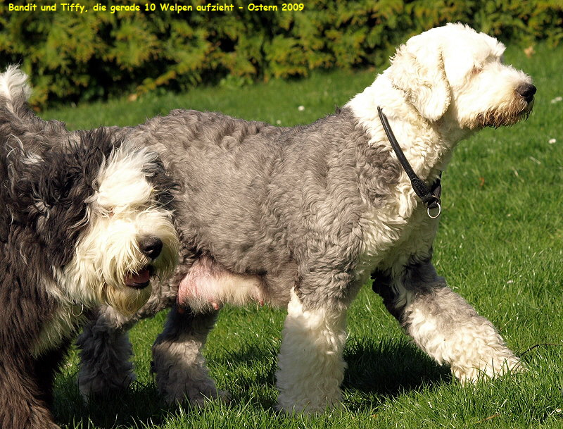 Bandit und Tiffy, die gerade 10 Welpen aufzieht - Ostern 2009